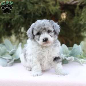 Jewel, Bich-Poo Puppy